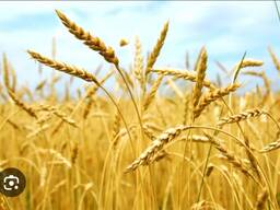 Товарищество с ограниченной ответственностью (ТОО) Вид деятельности: Выращивание зерновых