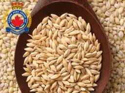 Трансгенный ячмень BYLOT: Канадское качество и высокая урожайность