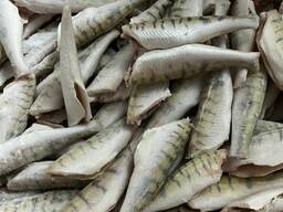 Тушка берша