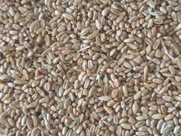 Твердая пшеница