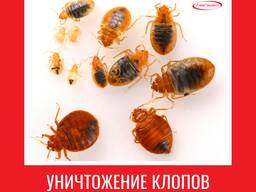 Уничтожение клопов в Алматы