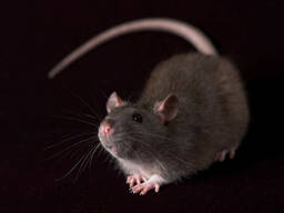 Уничтожение крыс