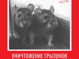 Уничтожение крыс и мышей в Алматы