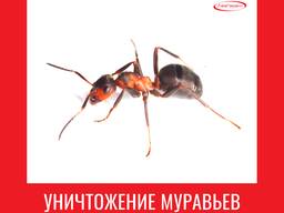 Уничтожение муравьев в Алматы