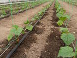 Продажа, Монтаж системы капельного полива, дождевальный недорого - фото 3