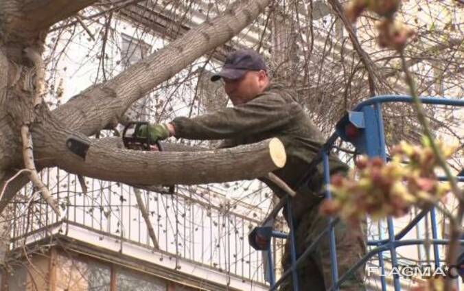 Валю деревья. Бригада осуществляет обрезку деревьев.