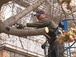 Продаем доски дубовые