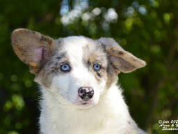 Вельш корги кардиган