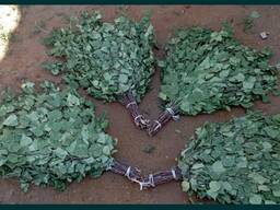 Веники берёзовые для бани сауны