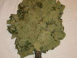 Веники дубовые для бани