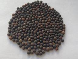 Вика посевная