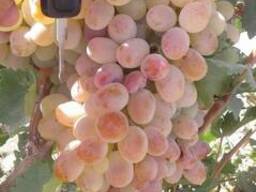 Виноград Тайфи