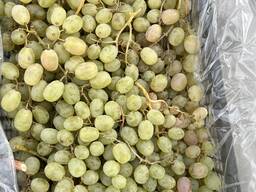 Виноград тайфи