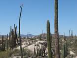 Visa to Mexico for foreign citizens staying in Kazakhstan | Evisa Travel - photo 3