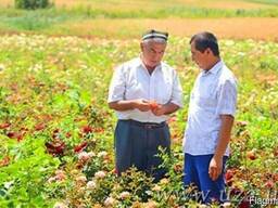 Вся сельхоз продукция Узбекистана