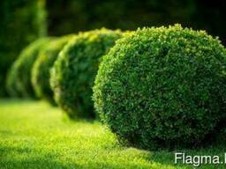 Высадка уличных деревьев, газонов, кустарников