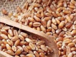Wheat Grain in Bulk / Hight Quality Wheat,