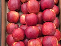 Яблоки