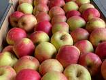 Яблоки - photo 3