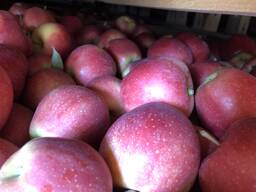 Яблоки Гала