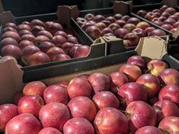 Яблоки польские, груша Конференция