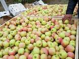 Яблоки Гренни Смит и Пинк Лади - photo 1