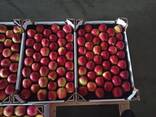 Яблоки и груши из Польши - photo 1
