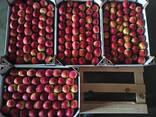 Яблоки и груши из Польши - photo 3