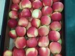 Яблоки из Польши - photo 1