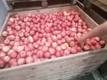 Яблоки из Польши - фото 3