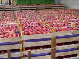 Яблоки из Польши производитель польская компания Mr Apple