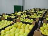Яблоки из Польши производитель польская компания Mr Apple - фото 2