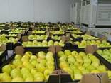 Яблоки из Польши производитель польская компания Mr Apple - фото 3