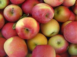 Яблоки Молдавские