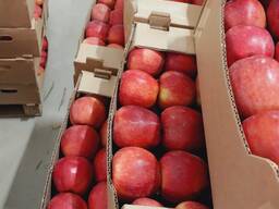 Яблоки оптом