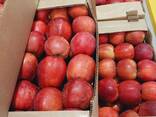 Яблоки оптом - photo 1