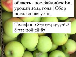 Яблоки оптом