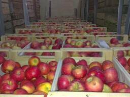 Яблоки оптом от производителя от 250 тенге/кг.