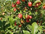 Яблоки оптом, срочно урожай 2018 года! - photo 1
