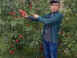 Яблоки оптом, срочно урожай 2018 года! - photo 3