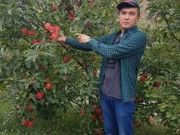 Яблоки урожай 2018г.