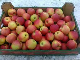 Яблоки польские