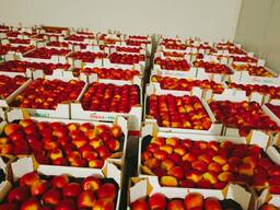 Яблоки польские для Алматы