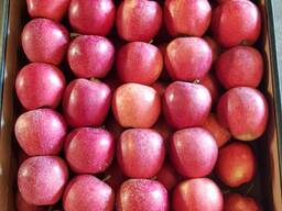 Яблоки Принц Голден Гала Айдаред от производителя