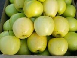 Яблоки сорта Golden Delicious ( Золотой превосходный) — Купить в Жаркентена Flagma.kz #2135389