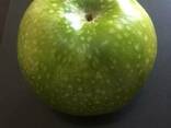 Яблоки сорта Granny Smith - Зелёное яблоко класса Люкс, фото 3