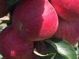 Яблоко - фото 3
