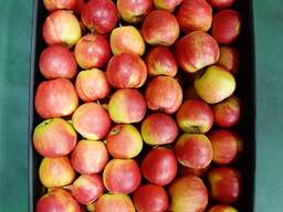 Яблоко чемпион (Champion) происхождения Польша