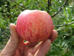 Яблоко Гала. Оптом