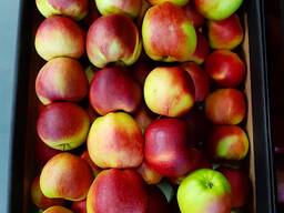 Яблоко лиголь (Ligol) происхождения Польша